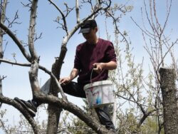 ЫМУНУН ОКУМУШТУУЛАРЫ БАК-ДАРАКТАРДЫ ДАРЫЛОО ҮЧҮН ТАБИГЫЙ ДАРЫ ОЙЛОП ТАБЫШТЫ