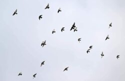 ПРЕЗИДЕНТ САДЫР ЖАПАРОВ БИШКЕК ШААРЫНДАГЫ “ТУНГУЧ” КИЧИРАЙОНУНДА ЖАҢЫ МЕКТЕПТИ АЧТЫ