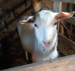 КӨМӨКЧҮ ЧАРБА — МЕКТЕПТИ ӨНҮКТҮРҮҮГӨ ӨБӨЛГӨ