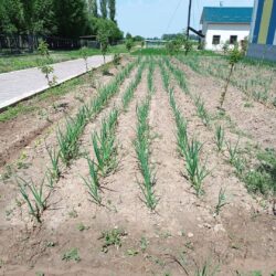 КӨМӨКЧҮ ЧАРБА — МЕКТЕПТИ ӨНҮКТҮРҮҮГӨ ӨБӨЛГӨ