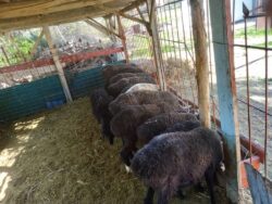 КӨМӨКЧҮ ЧАРБА — МЕКТЕПТИ ӨНҮКТҮРҮҮГӨ ӨБӨЛГӨ