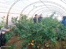 КӨМӨКЧҮ ЧАРБА — МЕКТЕПТИ ӨНҮКТҮРҮҮГӨ ӨБӨЛГӨ