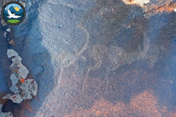 Нарында сак дооруна таандык петроглифтер табылды