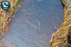 Нарында сак дооруна таандык петроглифтер табылды