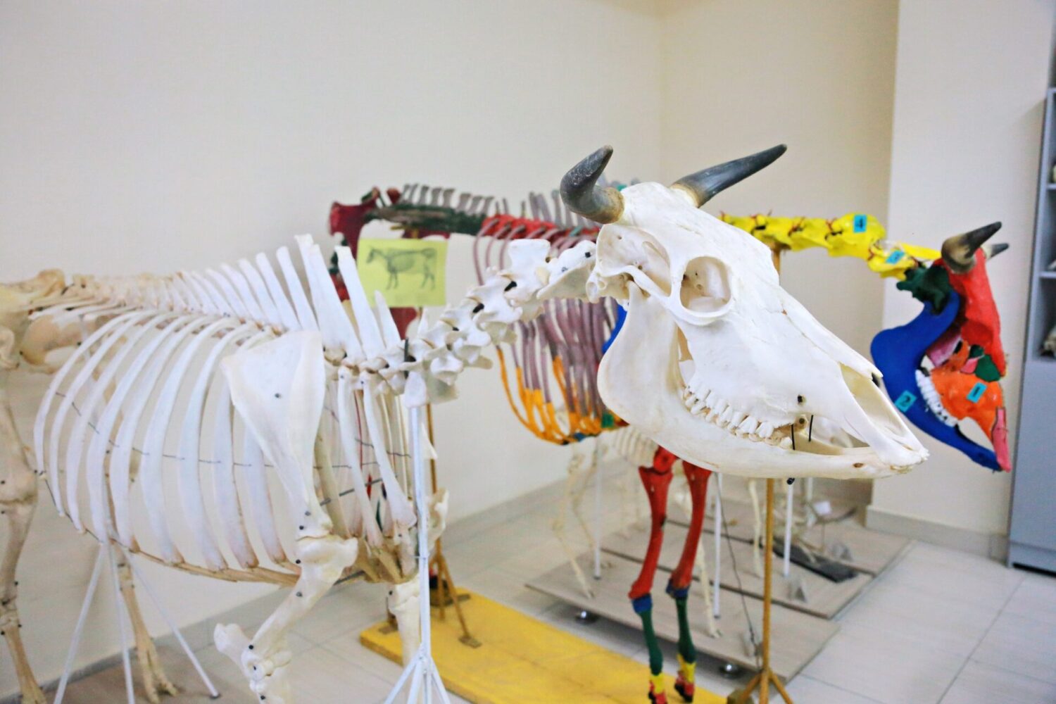 ОШМУ: ВЕТЕРИНАРДЫК КЛИНИКА АЧЫЛДЫ