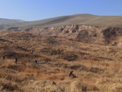 ОшМУнун студенттери акцияга салым кошту