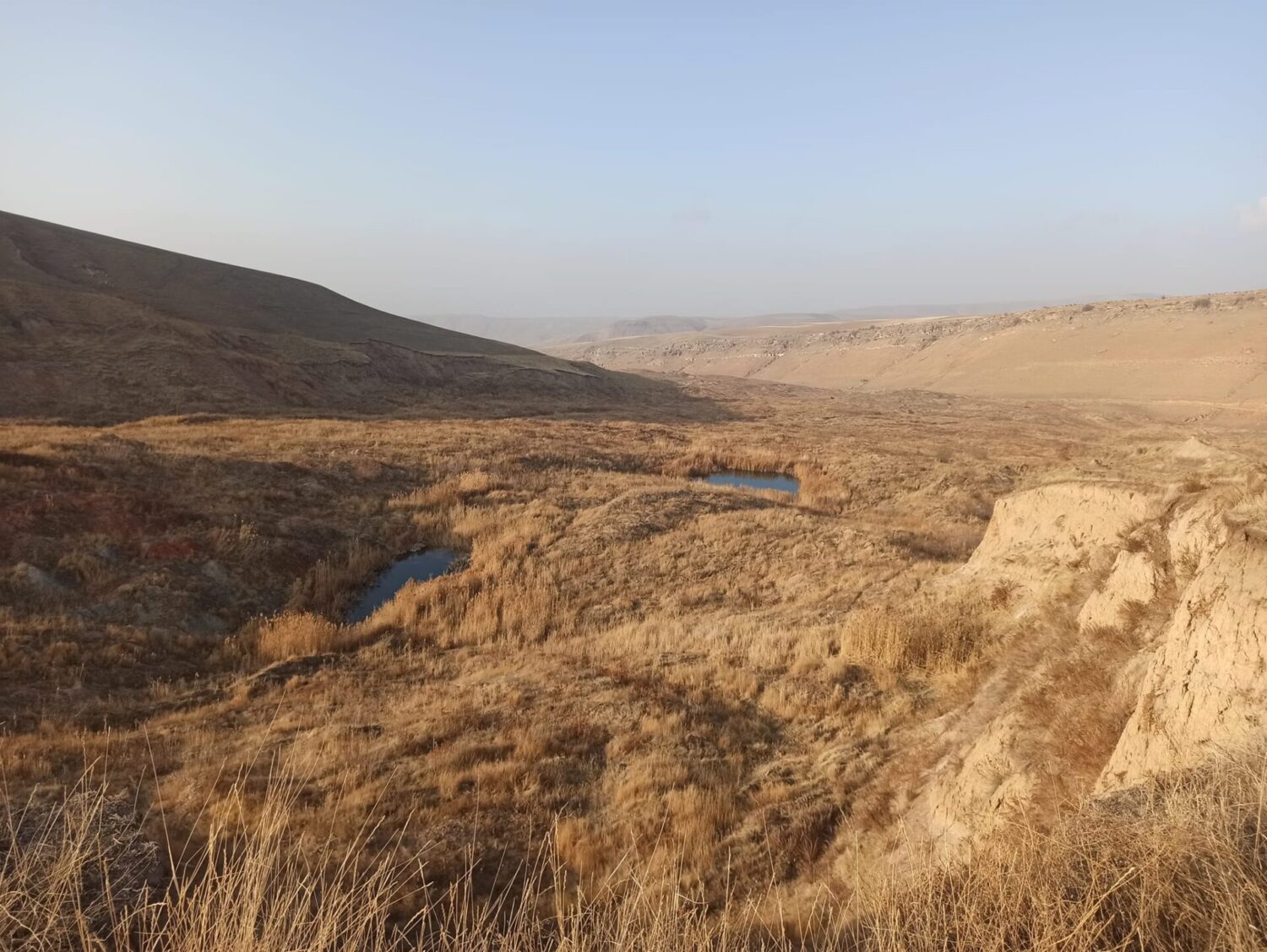 ОшМУнун студенттери акцияга салым кошту