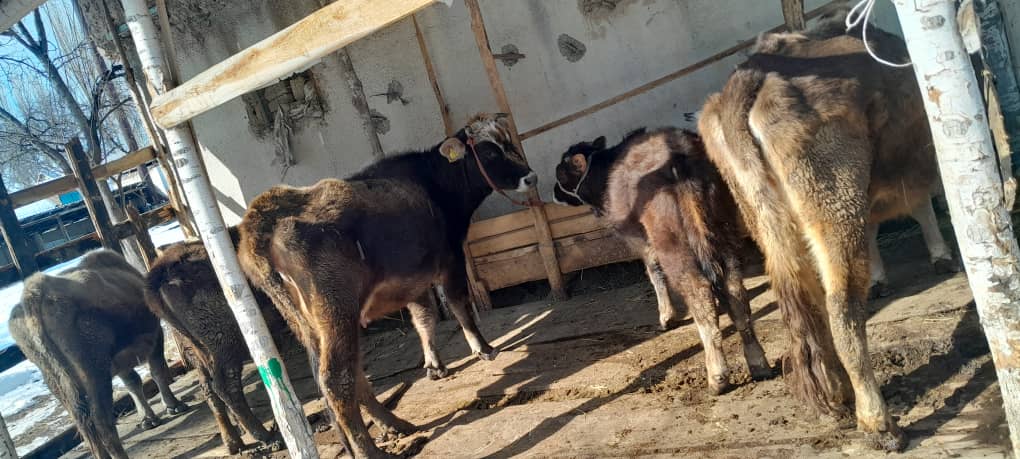 МЕКТЕП АЛДЫНДАГЫ КӨМӨКЧҮ ЧАРБА