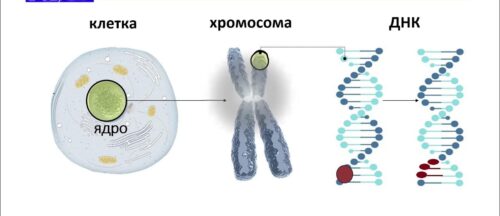 Клеткалардын хромосомдук топтому – тиричиликтин өзгөчөлүгүнүн негизи
