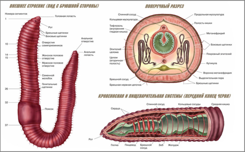 Қызыл порно Үйдегі порно онлайн