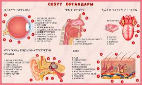 Сезүү органдары жана анализаторлор