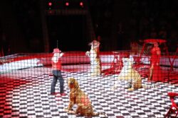 БАЛ ЖУУРАН БАЛАЛЫК    