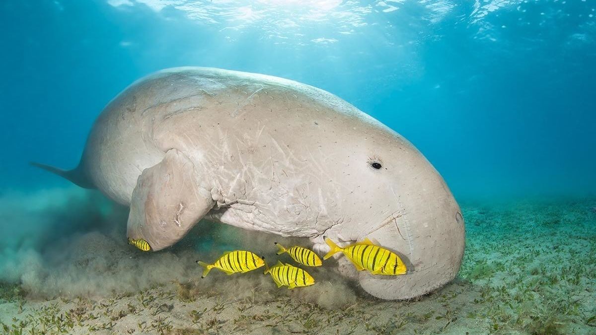 Box Jellyfish and Dugongs