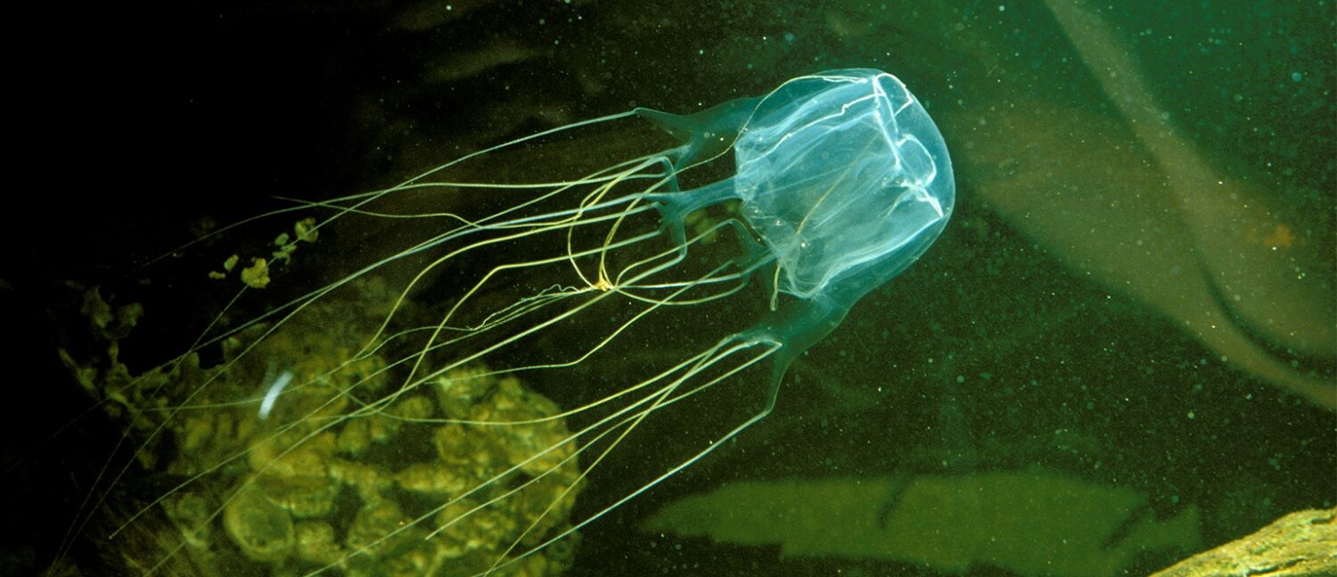 Box Jellyfish and Dugongs