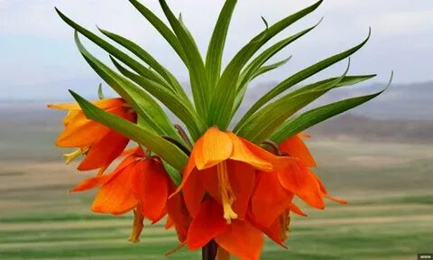 Жандуу организмдердин касиеттери