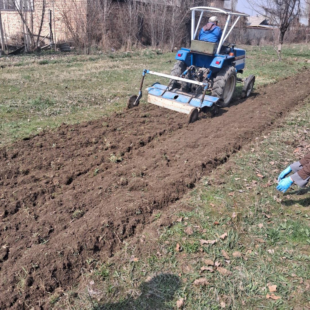 ОшМУда артишоктон БАД өндүрүүчү стартап иштелип чыкты