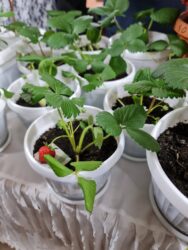 ТАЛАСТА ОКУУЧУЛАРДЫН ИННОВАЦИЯЛЫК ДОЛБООРЛОРУ КООМЧУЛУККА ТААНЫШТЫРЫЛДЫ