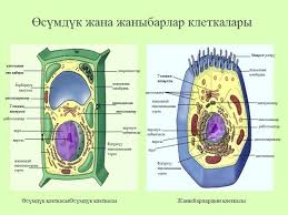 Клетканын түзүмү. Жаныбар жана өсүмдүк клеткасынын бөлүмдөрү кандай?