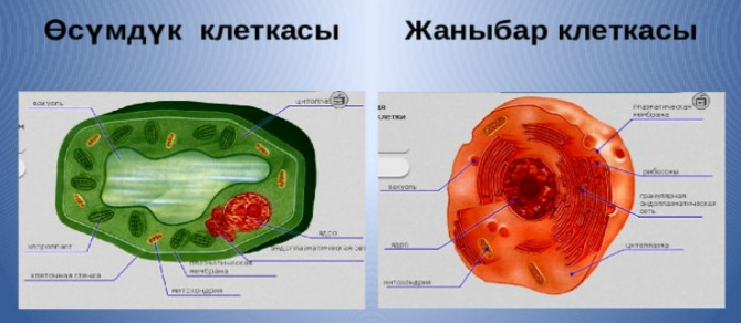 Клетканын түзүмү. Жаныбар жана өсүмдүк клеткасынын бөлүмдөрү кандай?