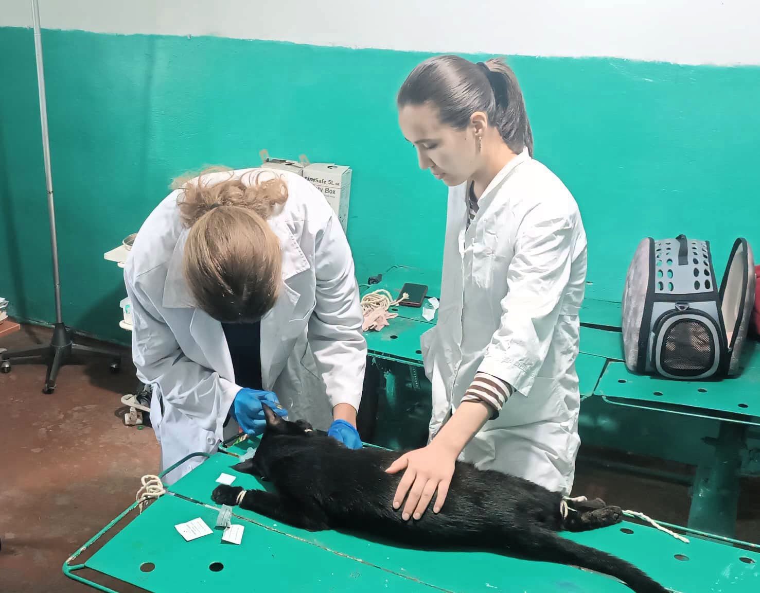 ДУАЛДЫК БИЛИМ БЕРҮҮ: АГРАРДЫК УНИВЕРСИТЕТТИН ВЕТЕРИНАРЛАРЫ ӨНДҮРҮШТҮК ПРАКТИКАДА