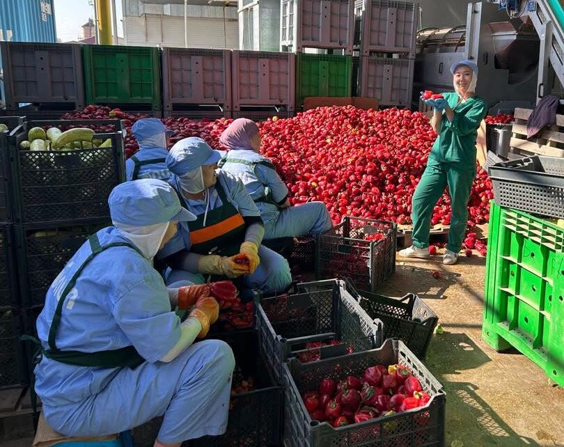 ДУАЛДЫК ОКУТУУ: КУАУНУН СТУДЕНТТЕРИ «SONUN PRODIMPEX» ИШКАНАСЫНДА
